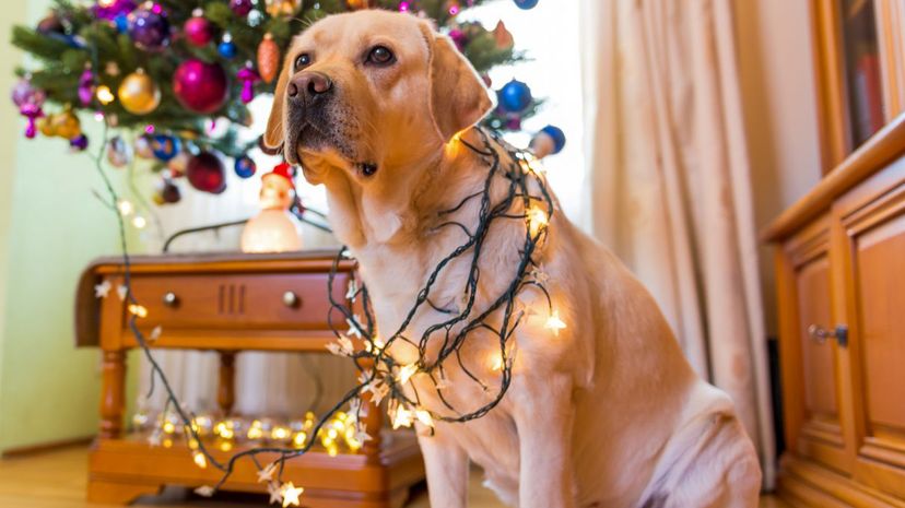 Q10-Dog Christmas Lights