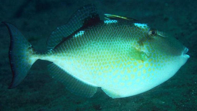 Starry Triggerfish