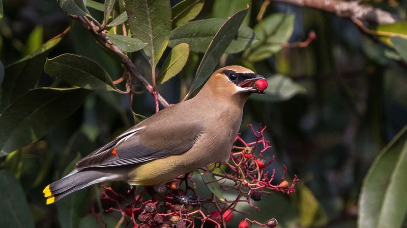 Waxwing