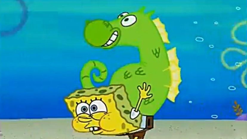 Mystery the Seahorse