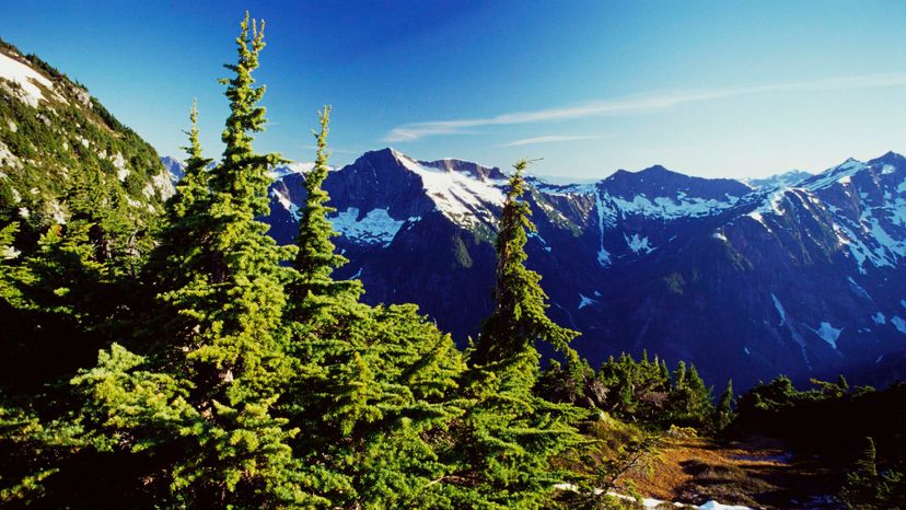 8 mountain hemlock GettyImages-88166863
