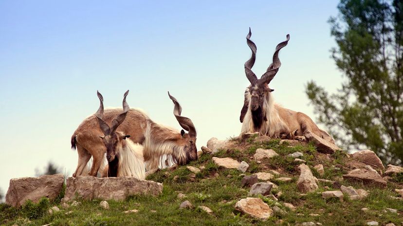 Markhor