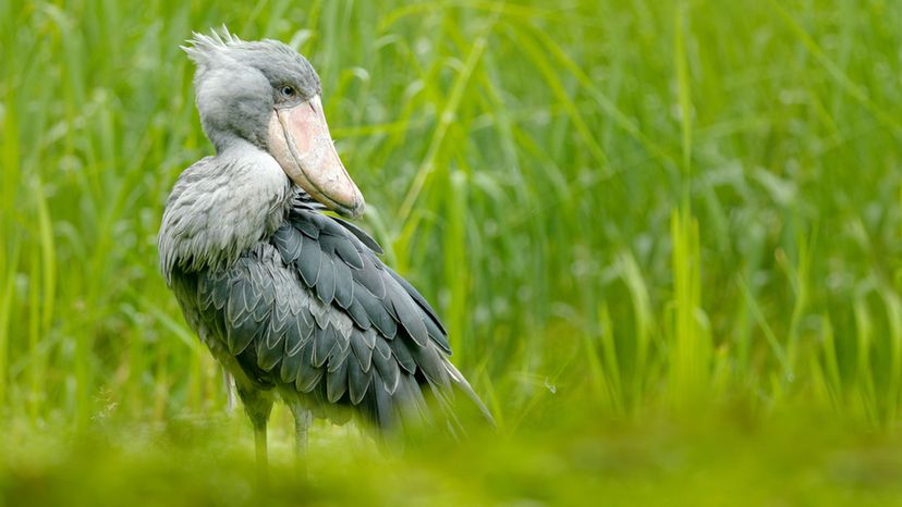 Shoebill