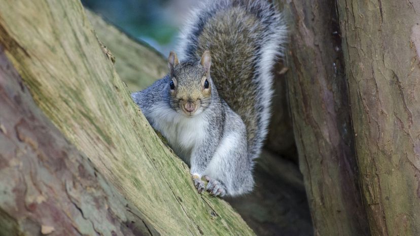 Grey Squirrel