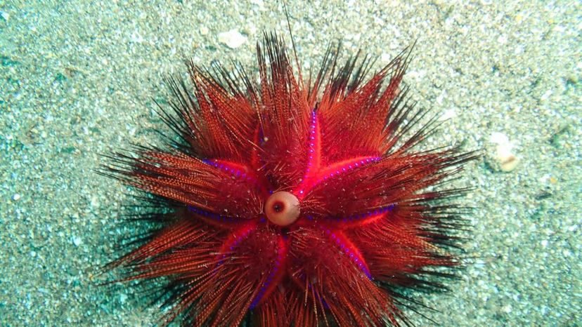 Fire Urchin