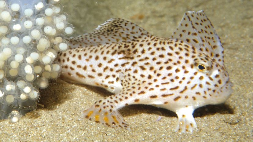 20 Spotted handfish