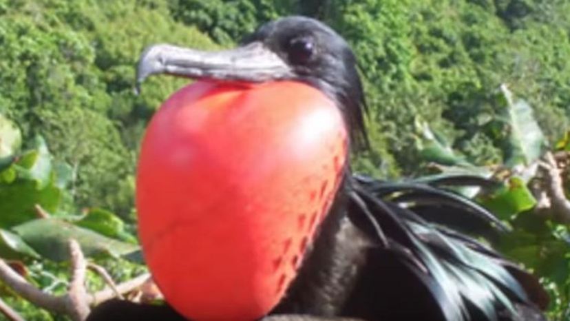 Frigate Bird