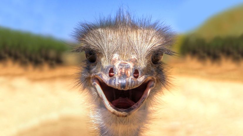 Ostrich