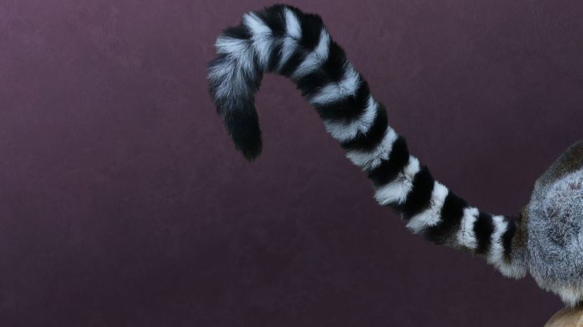 Ring-tailed lemur  tail