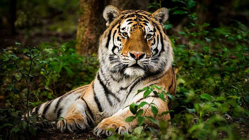 1 tiger GettyImages-949472768