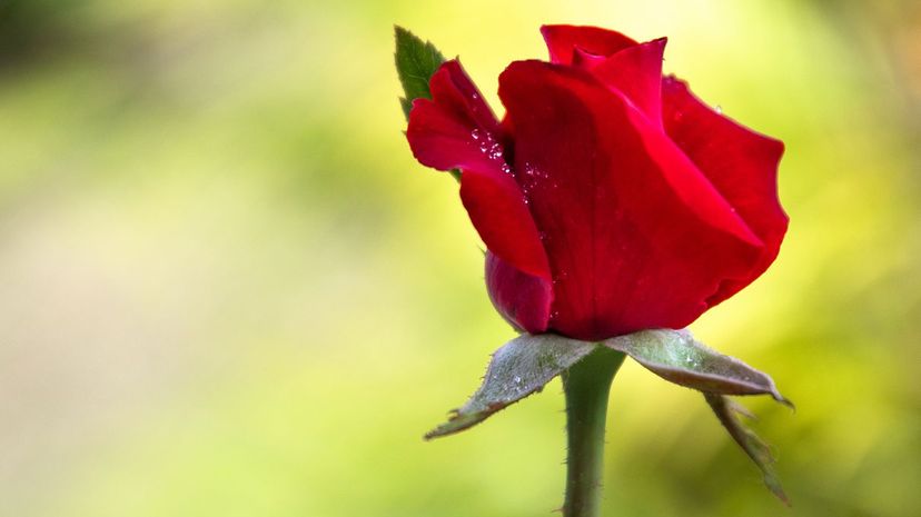 14 Rose flower red