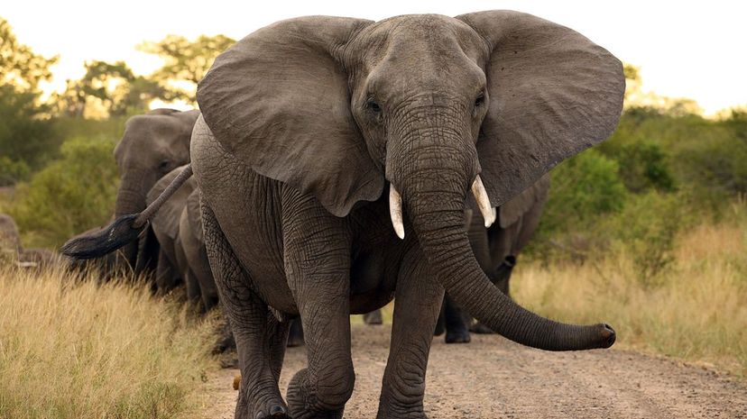 African Bush Elephant