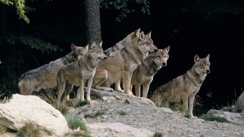 Wolves