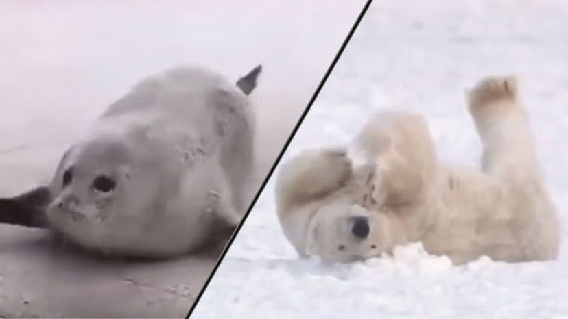 Seals and Polar Bears