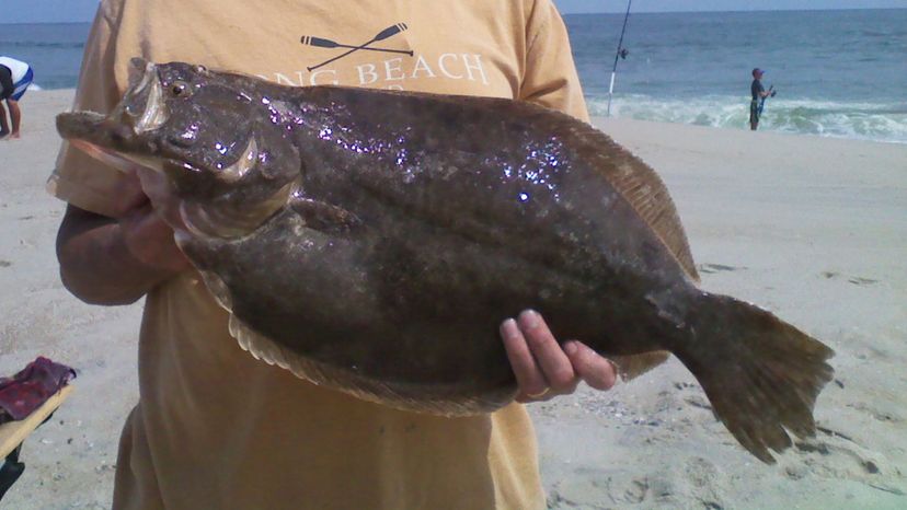 Southern flounder