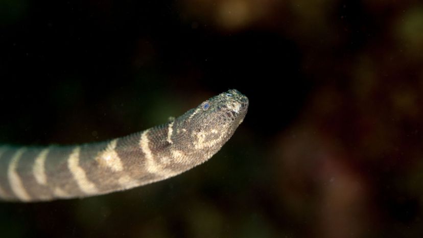 Hook-Nosed Sea Snake