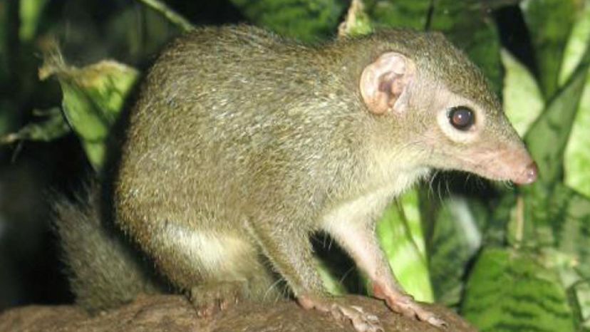 Treeshrew