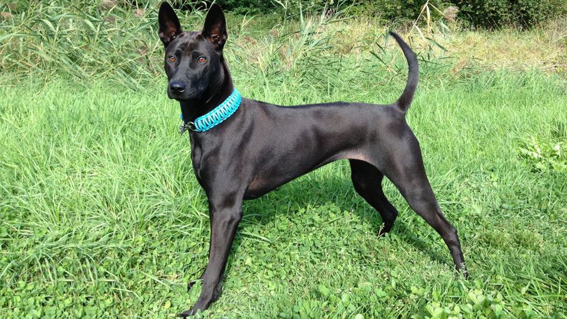 Thai ridgeback