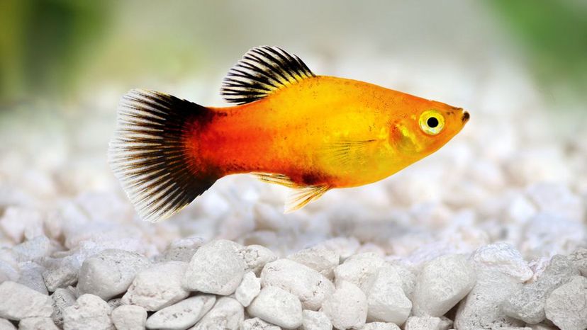 Red Wag Moon Platy