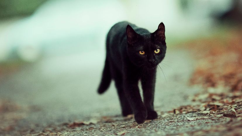 Can We Guess What Your Biggest Superstition Is?