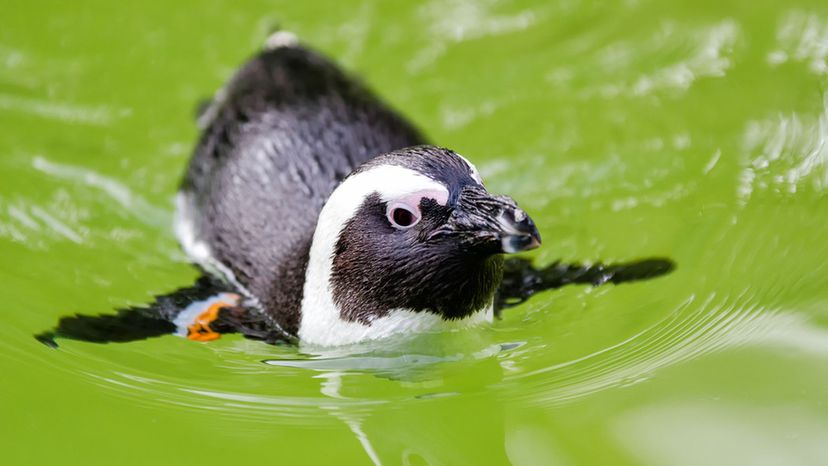 Galapagos Penguin