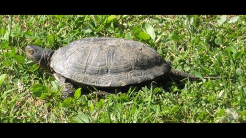 Sicilian pond turtle