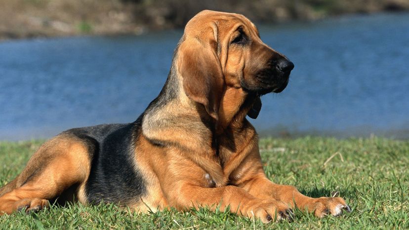 23 Bloodhound GettyImages-WL002292