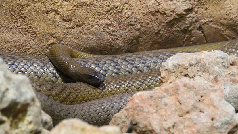 Inland Taipan