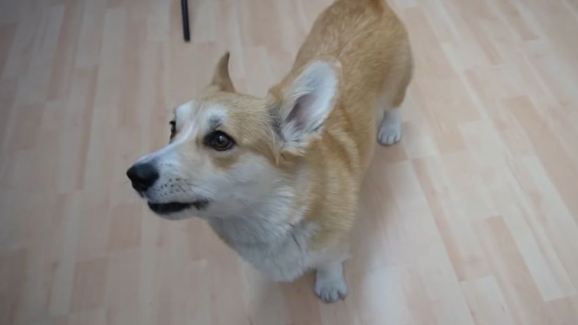 40 Corgi