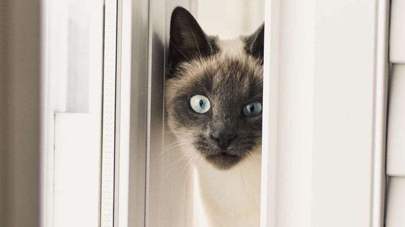 Siamese cat