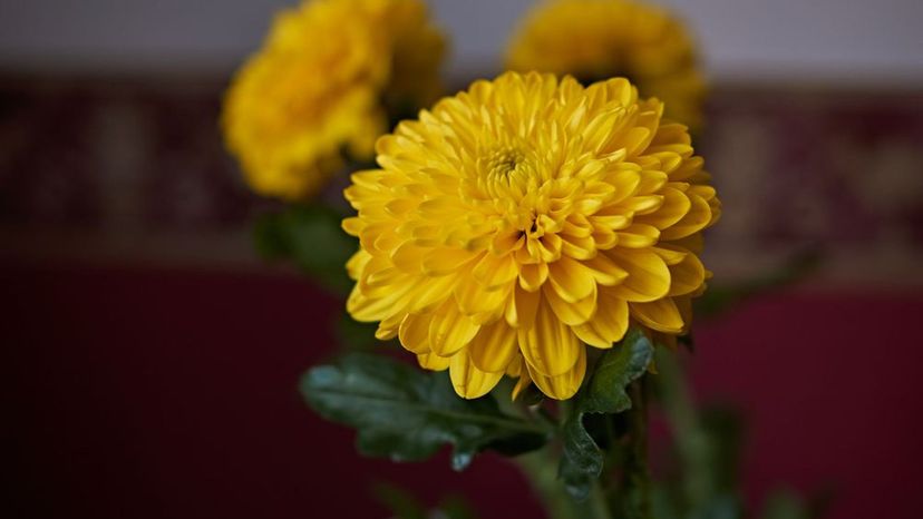 Chrysanthemum