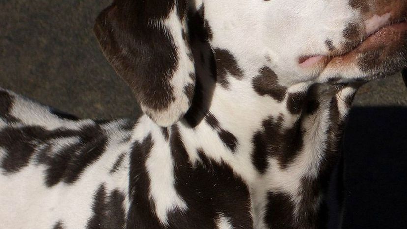 Dalmatian