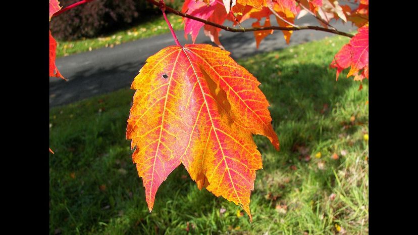 Red maple