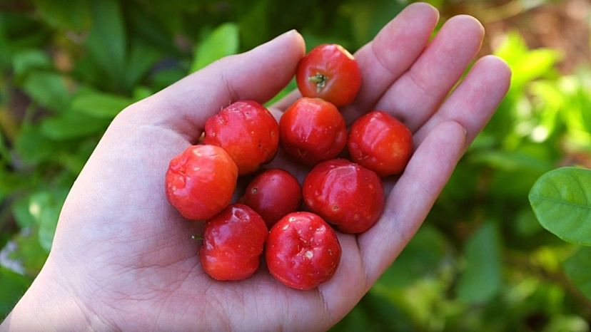 Acerola cherries in hand