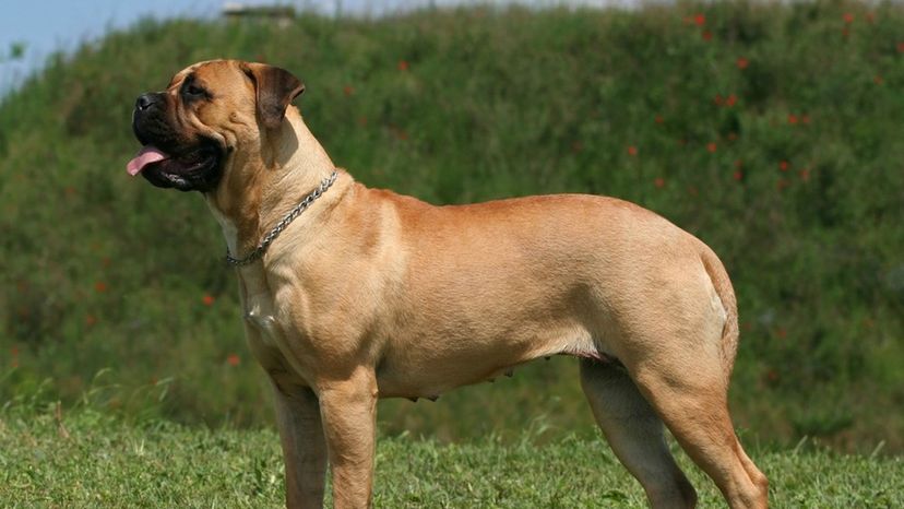 Bull Mastiff