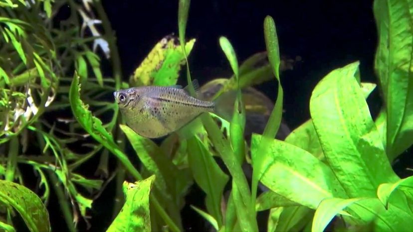 Common Hatchetfish