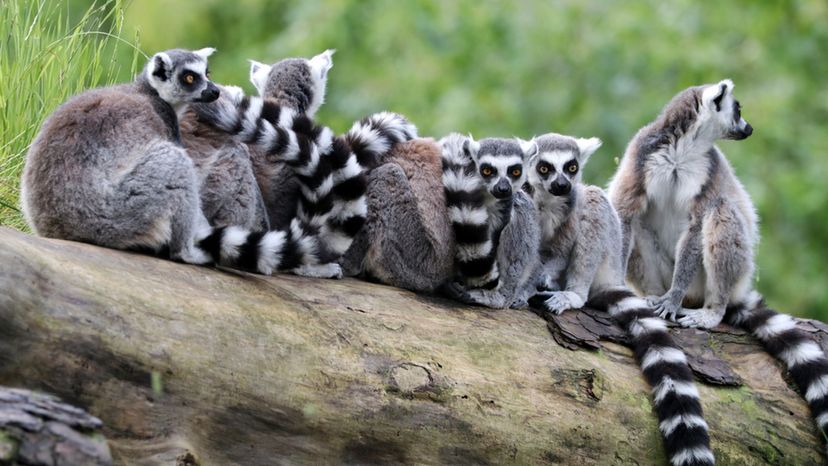 Ring-tailed lemur