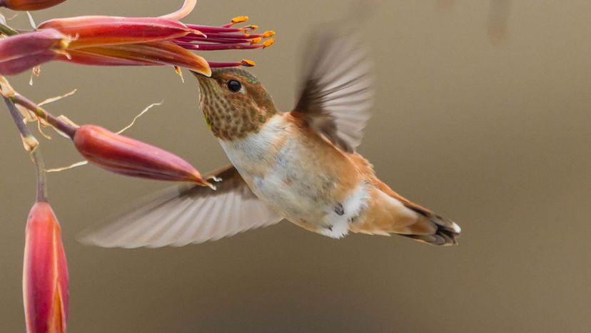 Allens Hummingbird