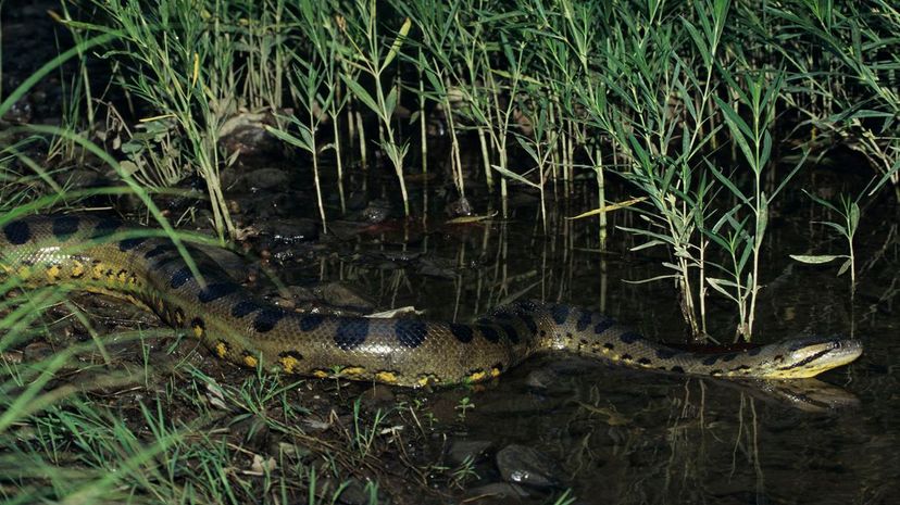 15 Green Anaconda