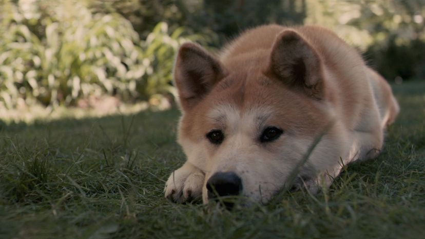 Hachi A Dog's Tale