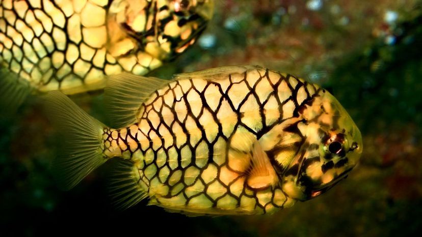 Pinecone Fish