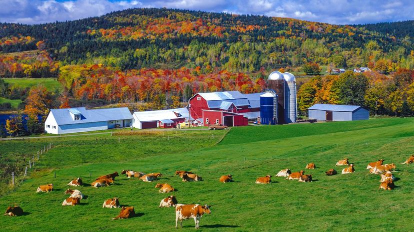 Autumn colors with farm in the Green Mountains, VT