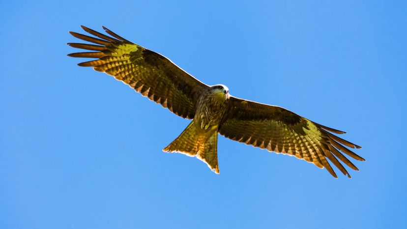 Golden eagle in sky