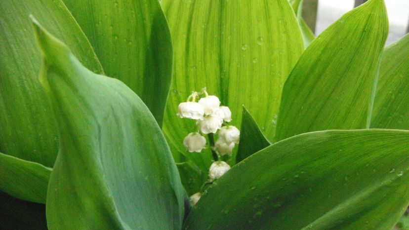 Lily of the Valley (convallaria majalis)