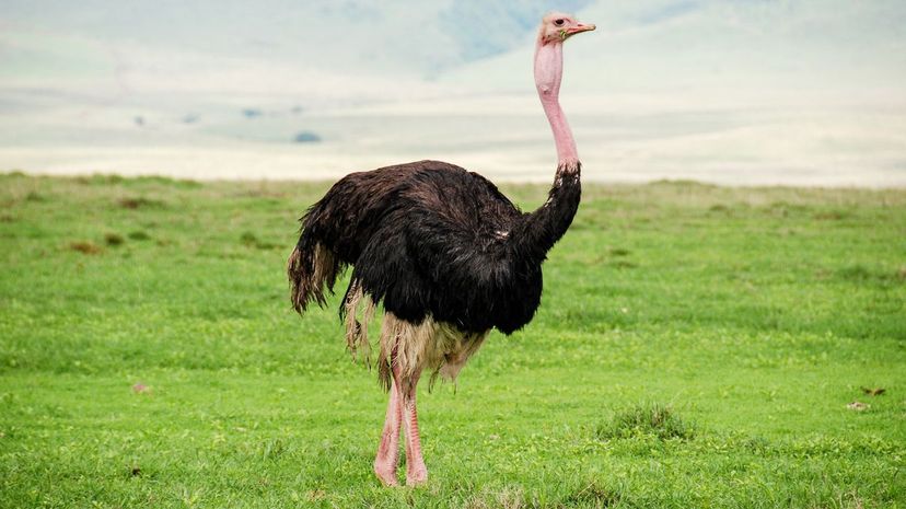 Ostrich