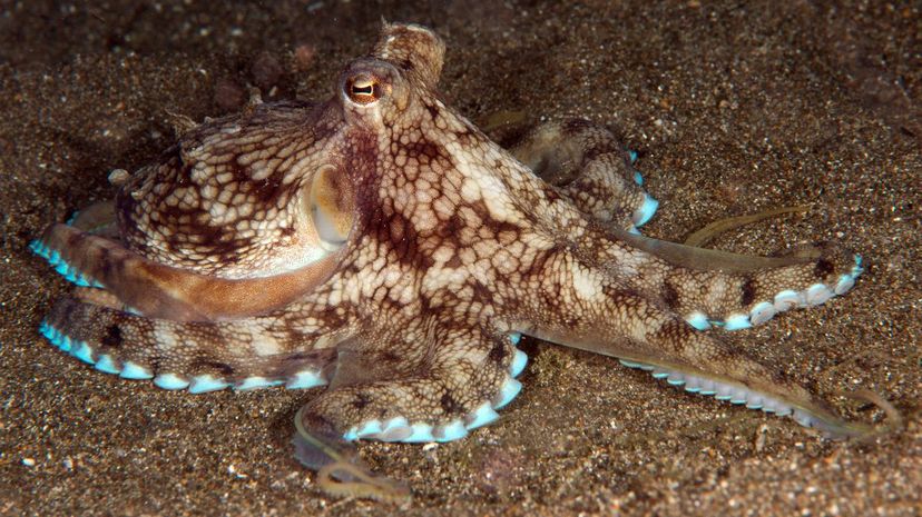 Octopus