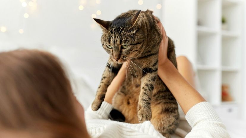 How Well Do You Really Know Your Cat