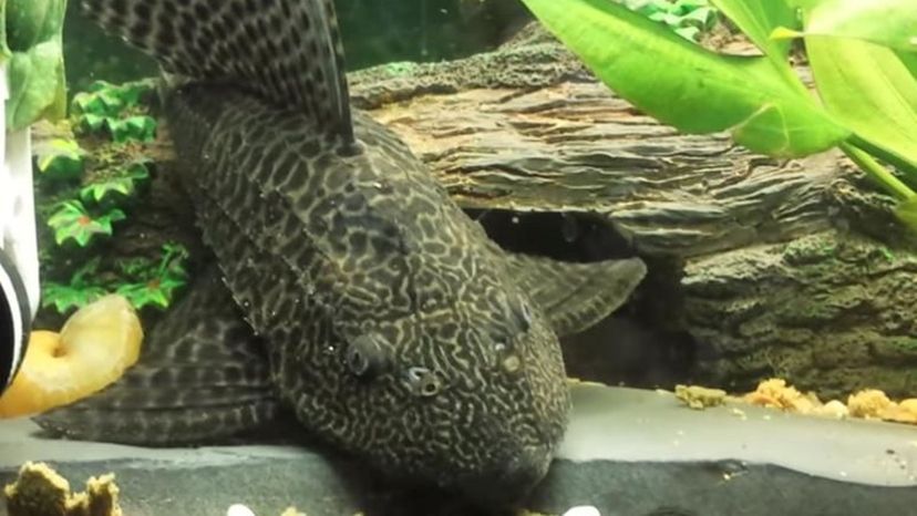 Common pleco fish