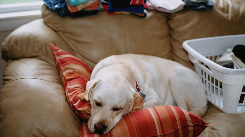 Dog in laundry