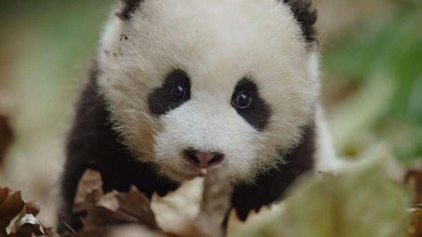 Born in China Disney